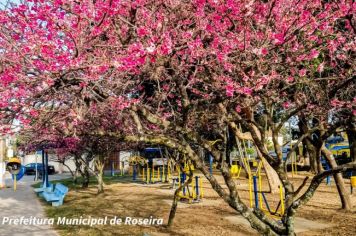 Colonia Japonesa em Roseira